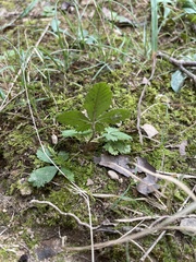 Potentilla canadensis