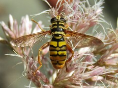 Milesia virginiensis