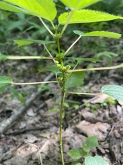 Boehmeria cylindrica