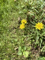 Cichorieae