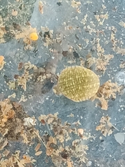 Glossiphoniidae