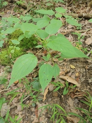 Boehmeria cylindrica