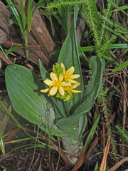 Hypoxis colchicifolia