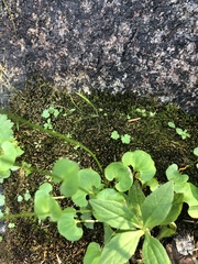 Parnassia fimbriata
