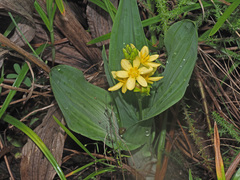 Hypoxis colchicifolia