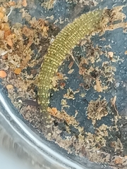 Glossiphoniidae