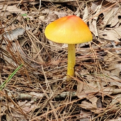 Amanita jacksonii