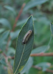 Insecta