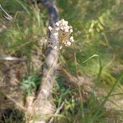Allium angulosum
