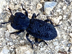 Phloeodes diabolicus