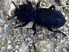 Phloeodes diabolicus