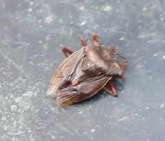 Pentatoma rufipes