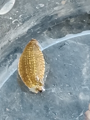 Glossiphoniidae