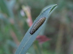 Insecta