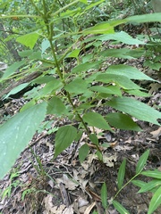 Boehmeria cylindrica
