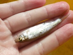 Leuciscus idus