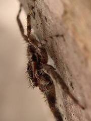 Platycryptus undatus