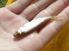 Leuciscus idus