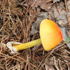 Amanita jacksonii