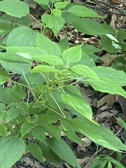 Boehmeria cylindrica