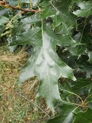 Quercus velutina