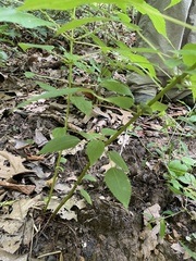 Boehmeria cylindrica