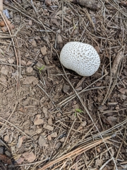 Lycoperdon marginatum