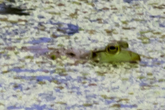 Lithobates