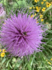 Cirsium discolor
