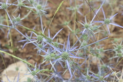 Eryngium creticum