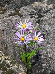 Symphyotrichum subspicatum