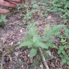 Epipactis helleborine