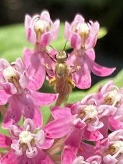 Lasioglossum pilosum