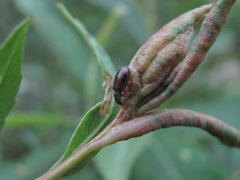 Phyllobius oblongus