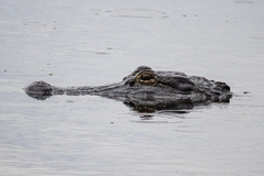 Alligator mississippiensis