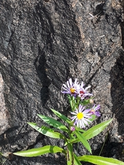 Symphyotrichum subspicatum