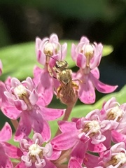 Lasioglossum pilosum