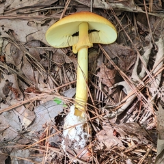 Amanita jacksonii
