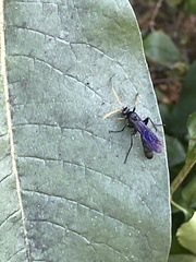 Gnamptopelta obsidianator
