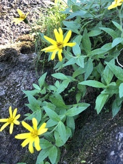 Arnica lanceolata