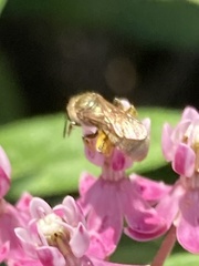 Lasioglossum pilosum
