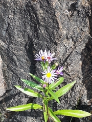 Symphyotrichum subspicatum