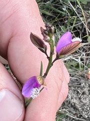 Polygala garcinii