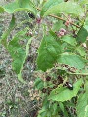 Popillia japonica