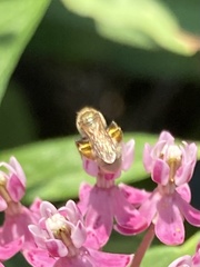 Lasioglossum pilosum