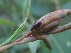 Phyllobius oblongus