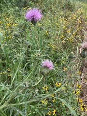Cirsium discolor