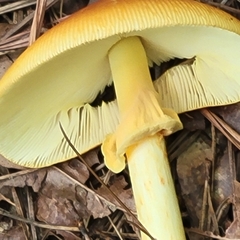 Amanita jacksonii