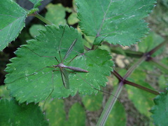 Tipula oleracea