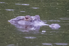 Alligator mississippiensis